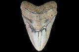 Fossil Megalodon Tooth - + Foot Shark #75529-2